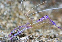 Pederson Shrimp poses for the Camera by Terry Moore 